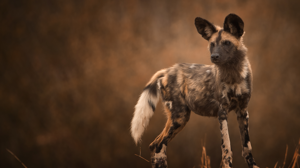 wilddog, how much does a safari cost, your first safari