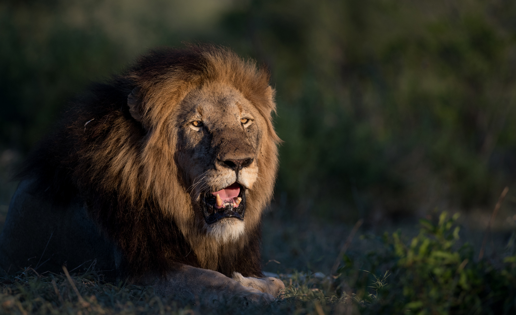 lion, all trips, inspiration, homepage