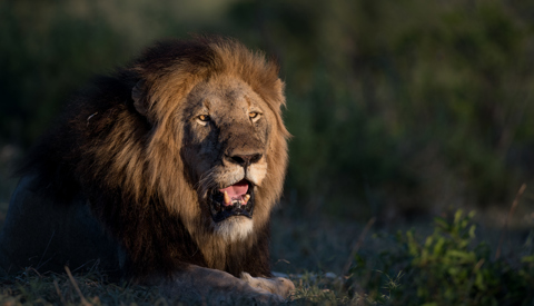 lion, all trips, inspiration, homepage