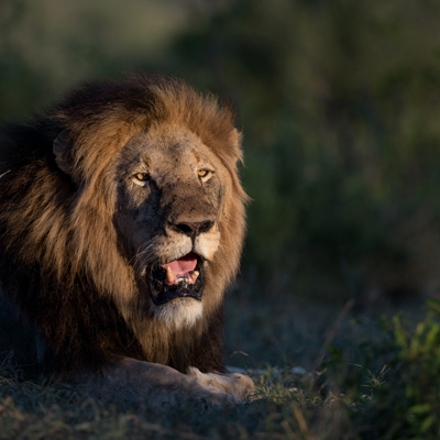 lion, all trips, inspiration, homepage