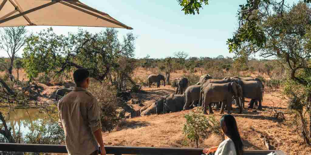 lodge dining, elephants, waterside at royal malewane, thornybush game reserve, south africa