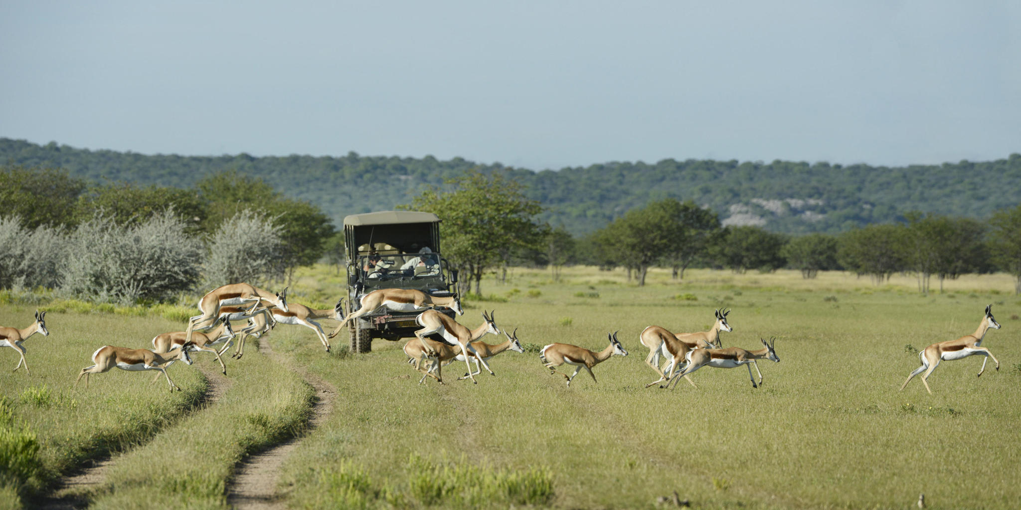 game drive, little ongava, etosha national park, namibia