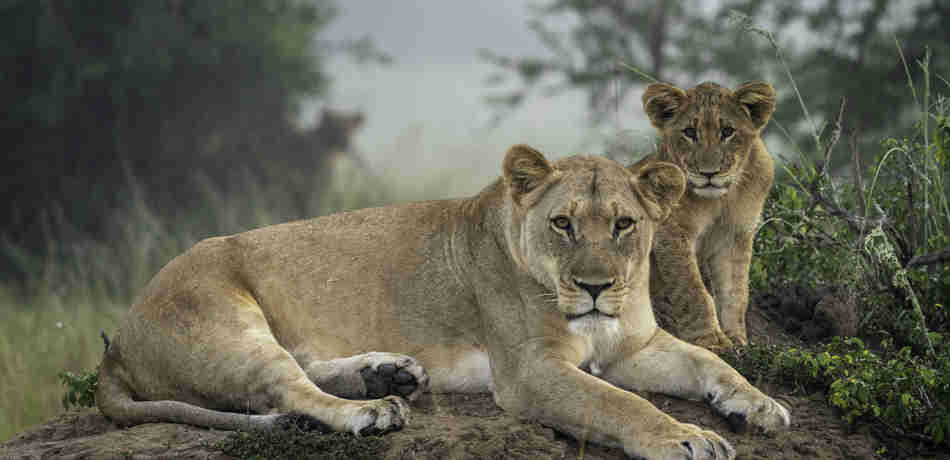 lioness and cub, wilderness magashi camp, rwanda, yellow zebra safaris