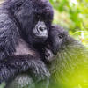 Family gorillas, Sabyinyo Lodge, Volcanoes Park, Rwanda