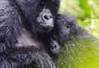 Family gorillas, Sabyinyo Lodge, Volcanoes Park, Rwanda