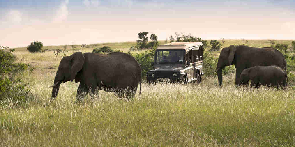 Elephants, safari activities, Arijiju, Laikipia, Kenya