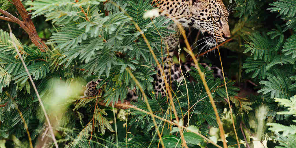 Leopard, safari, Tanda Tula Safari Camp, South Africa