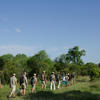 walking safari, sabi sabi bush lodge, sabi sands reserves, south africa