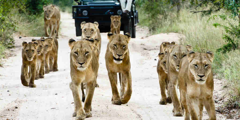 lion pack, game driving, sabi sabi bush lodge, sabi sands reserves, south africa