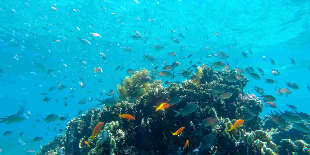 underwater coral, fanjove island, mainland coast, tanzania