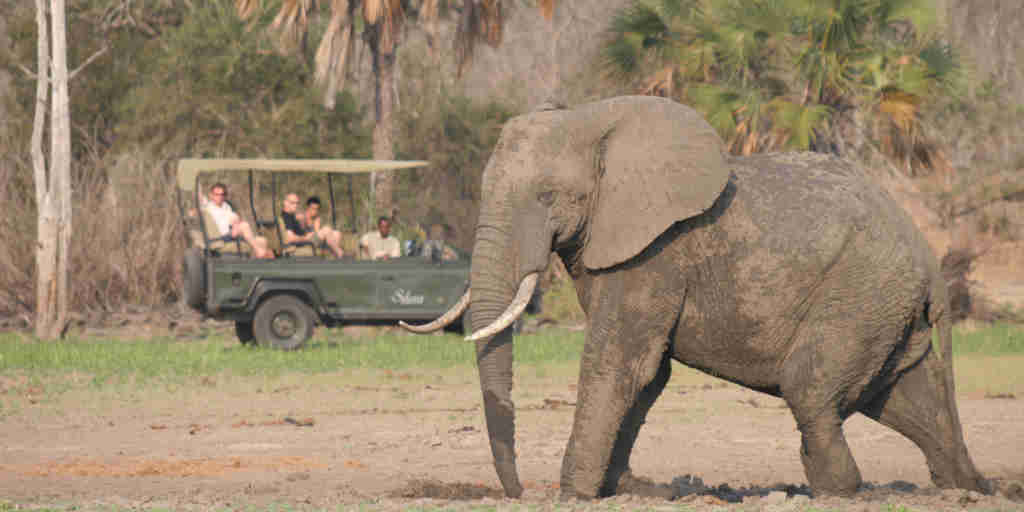 elephant game drive, siwandu camp, nyerere national park, tanzania