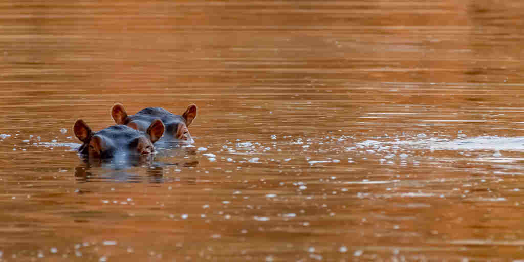hippos, jongomero camp, ruaha national park, tanzania
