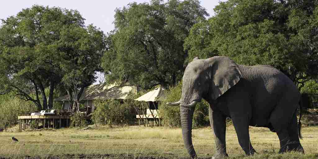 elephant, zarafa camp, the linyanti, botswana