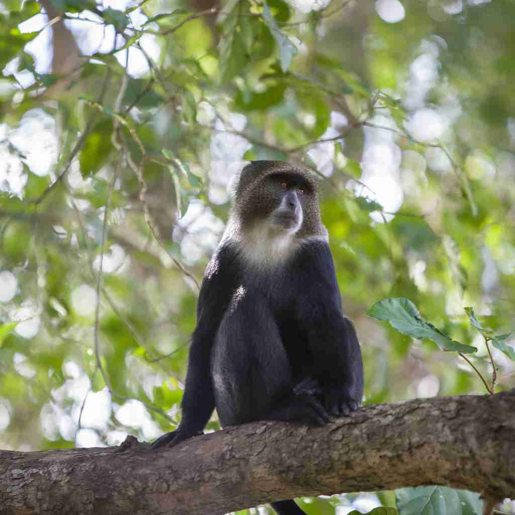 Blue monkey, Arusha, Tanzania safari
