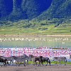 Wildlife, Ngorongoro Crater floor, Tanzania safari