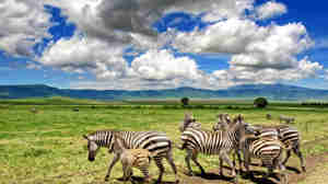 Zebras in the Tanzania northern circuit safari