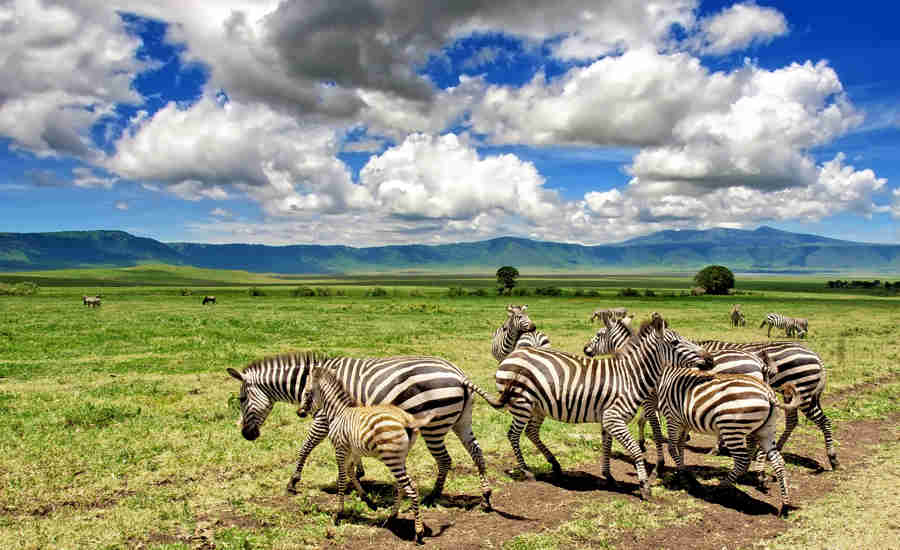 Zebras in the Tanzania northern circuit safari
