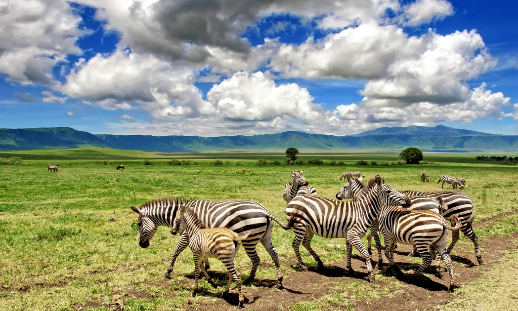 Tanzania Safaris