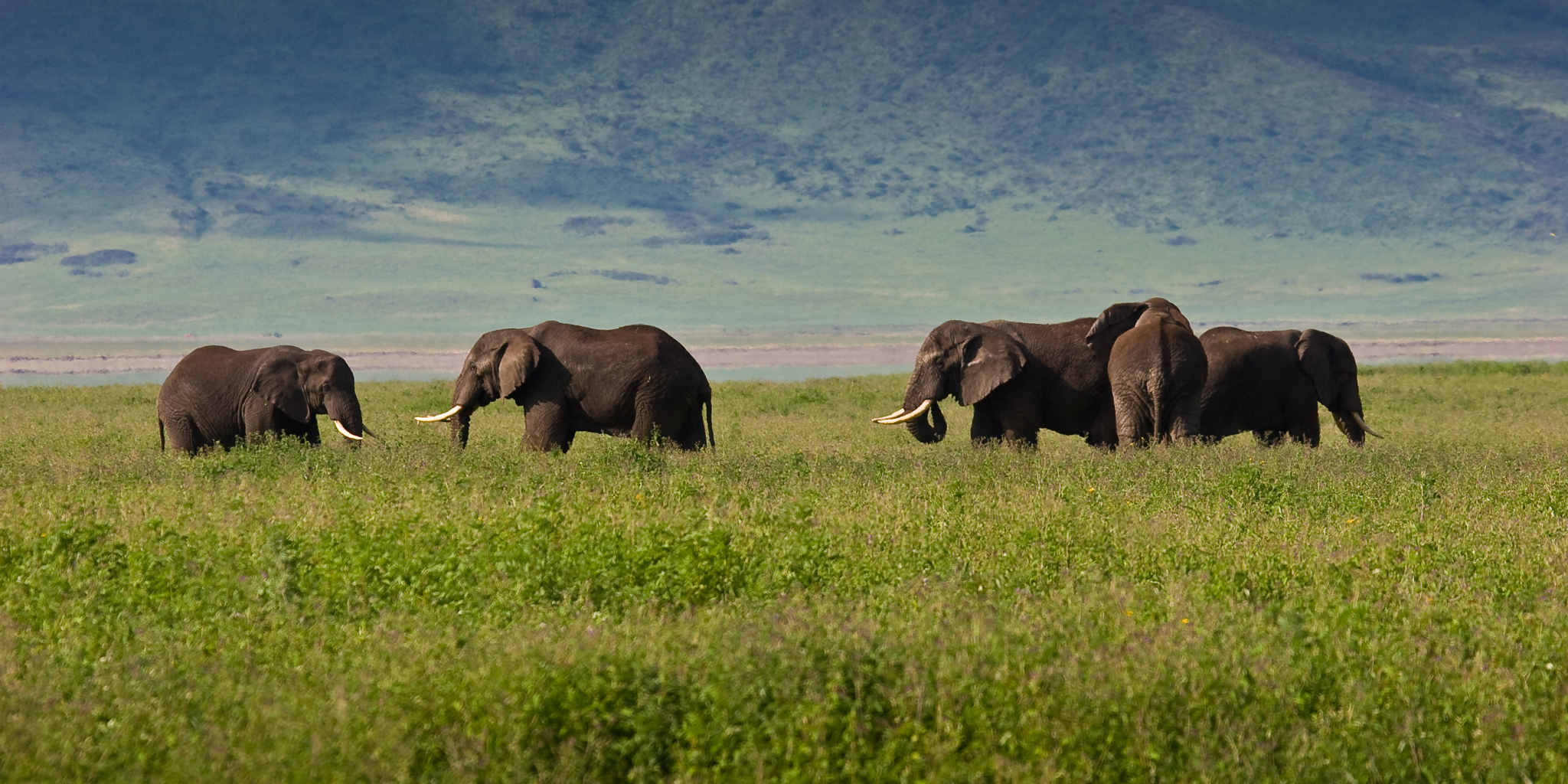 Elephants, Tanzania's wildlife migration safari