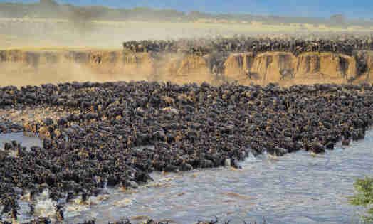 The Great Migration in the Serengeti, Tanzania safari
