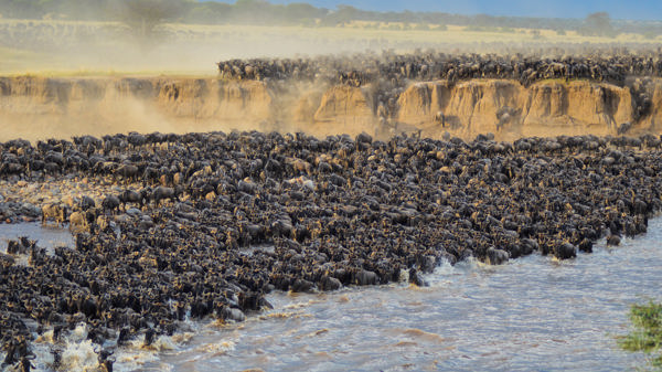 The Great Migration in the Serengeti, Tanzania safari