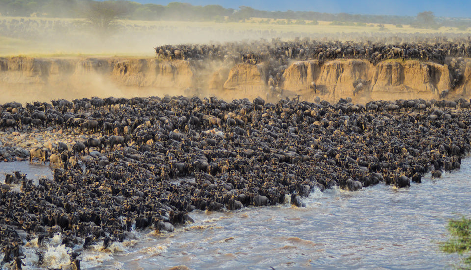 The Great Migration in the Serengeti, Tanzania safari