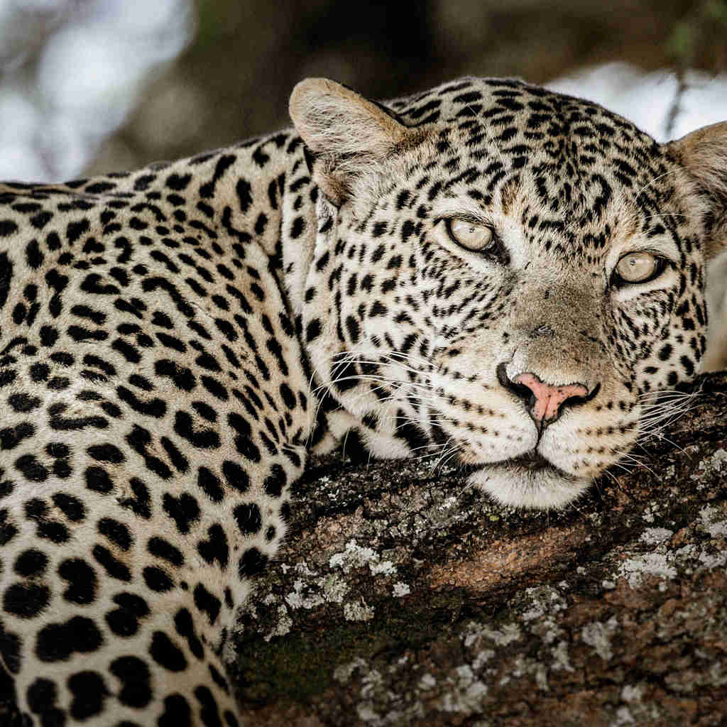 Leopard, Tarangire National Park, Tanzania safari
