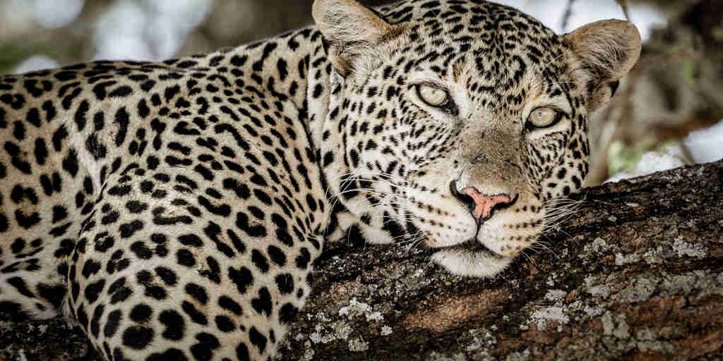 Leopard, Tarangire National Park, Tanzania safari