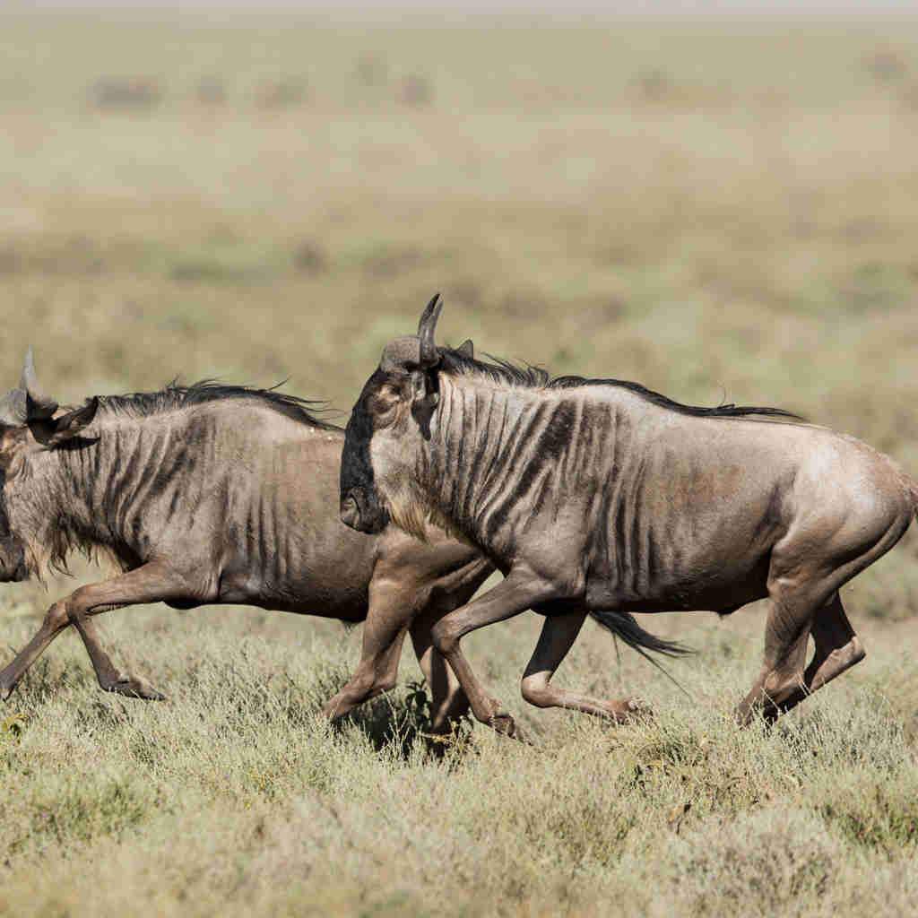 Wildebeest, Serengeti National Park, Tanzania safaris