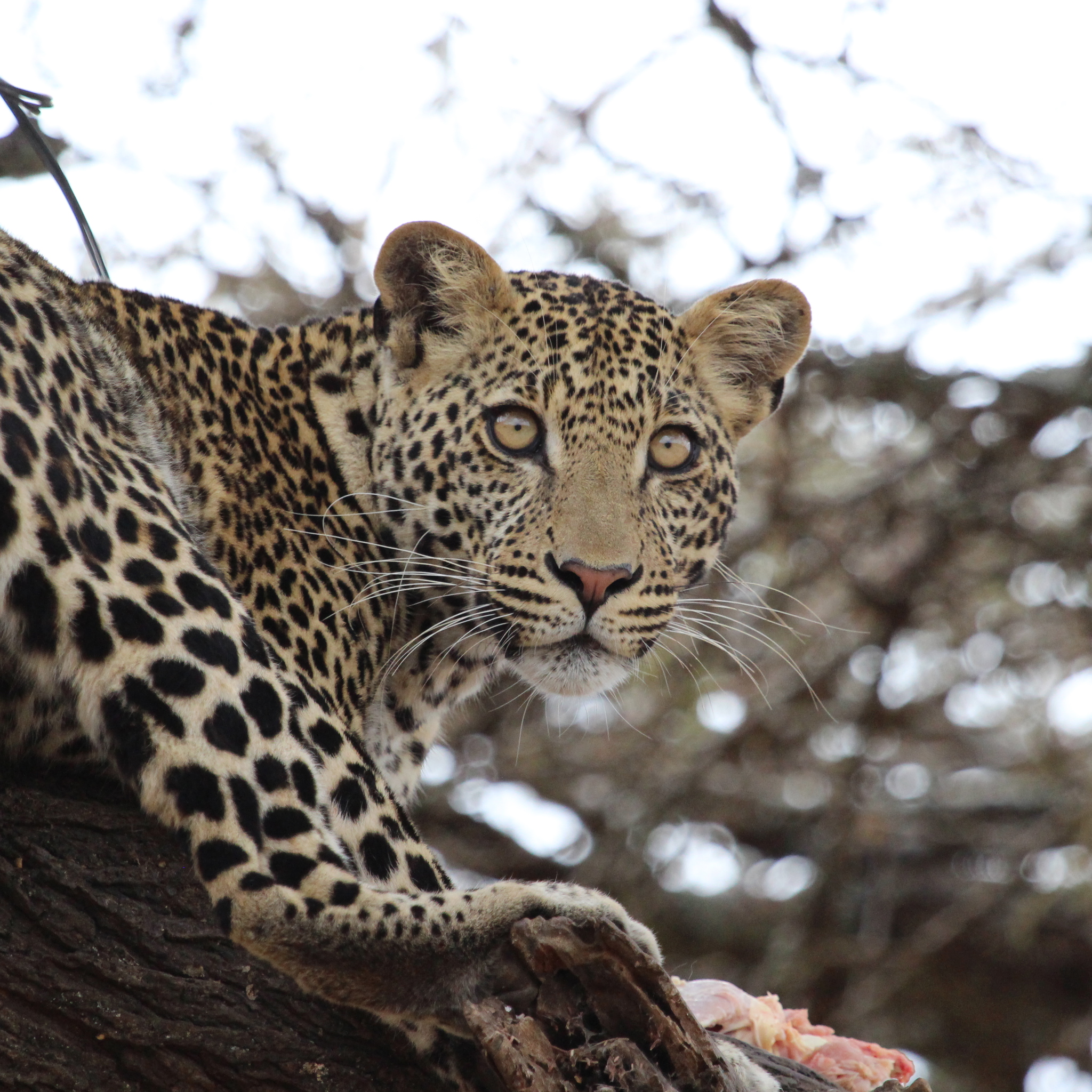 Unlock The Truth: Your Discord Username'S Hidden Value - 2rfhqt1