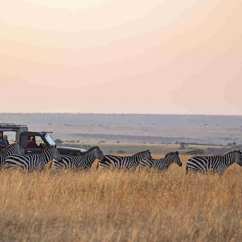 Zebras on game drive, Maasai Mara, Kenya safari
