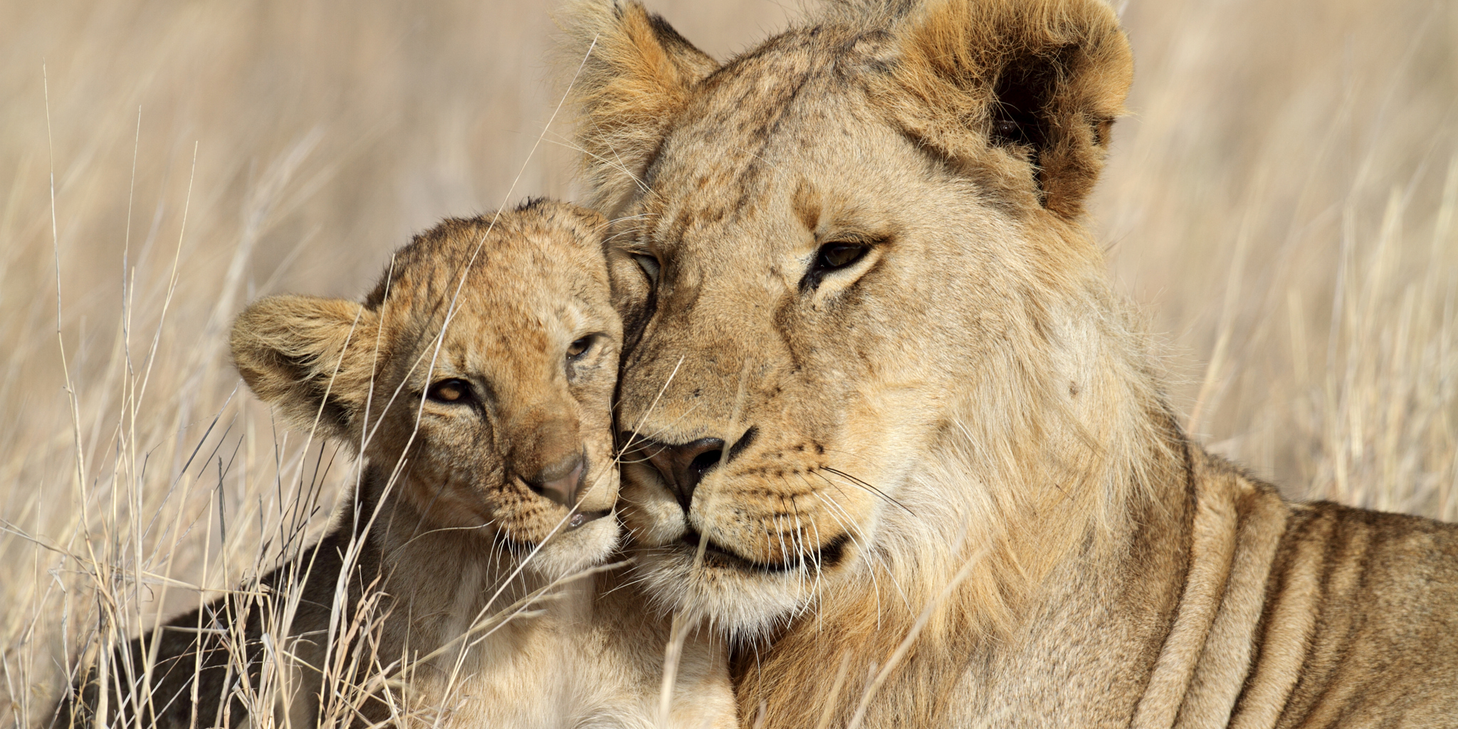 Lions, Maasai Mara, Kenya safari