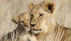Lions, Maasai Mara, Kenya safari