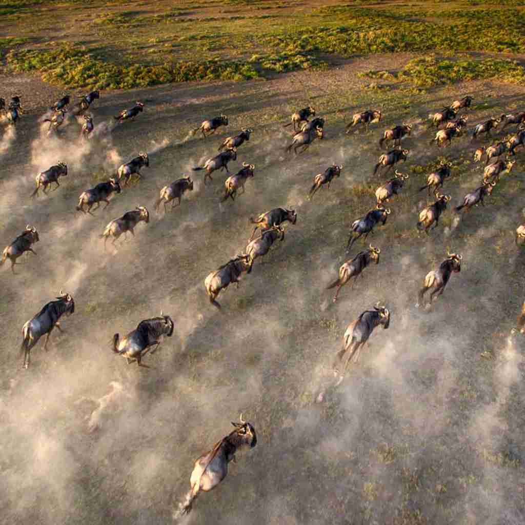 Wildlife aerial view, &Beyond Serengeti, Tanzania safari