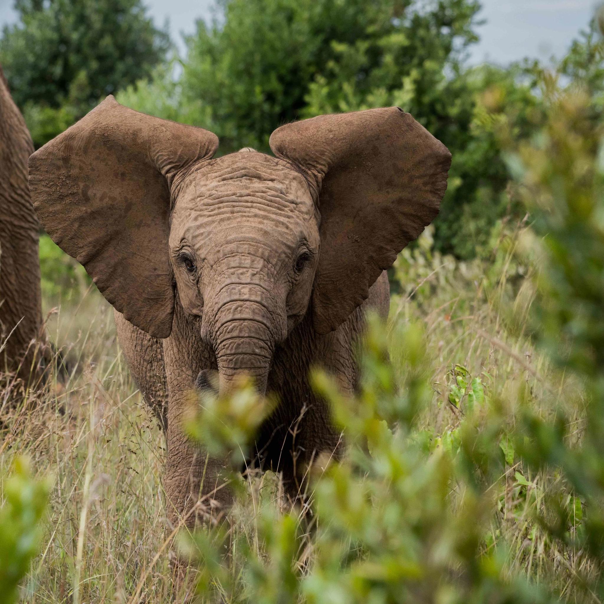 Elephant wildlife, Governors Mugie House, Kenya