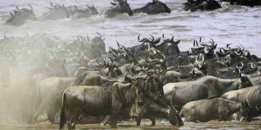 Wildebeest Great Migration, Il Moran, Kenya