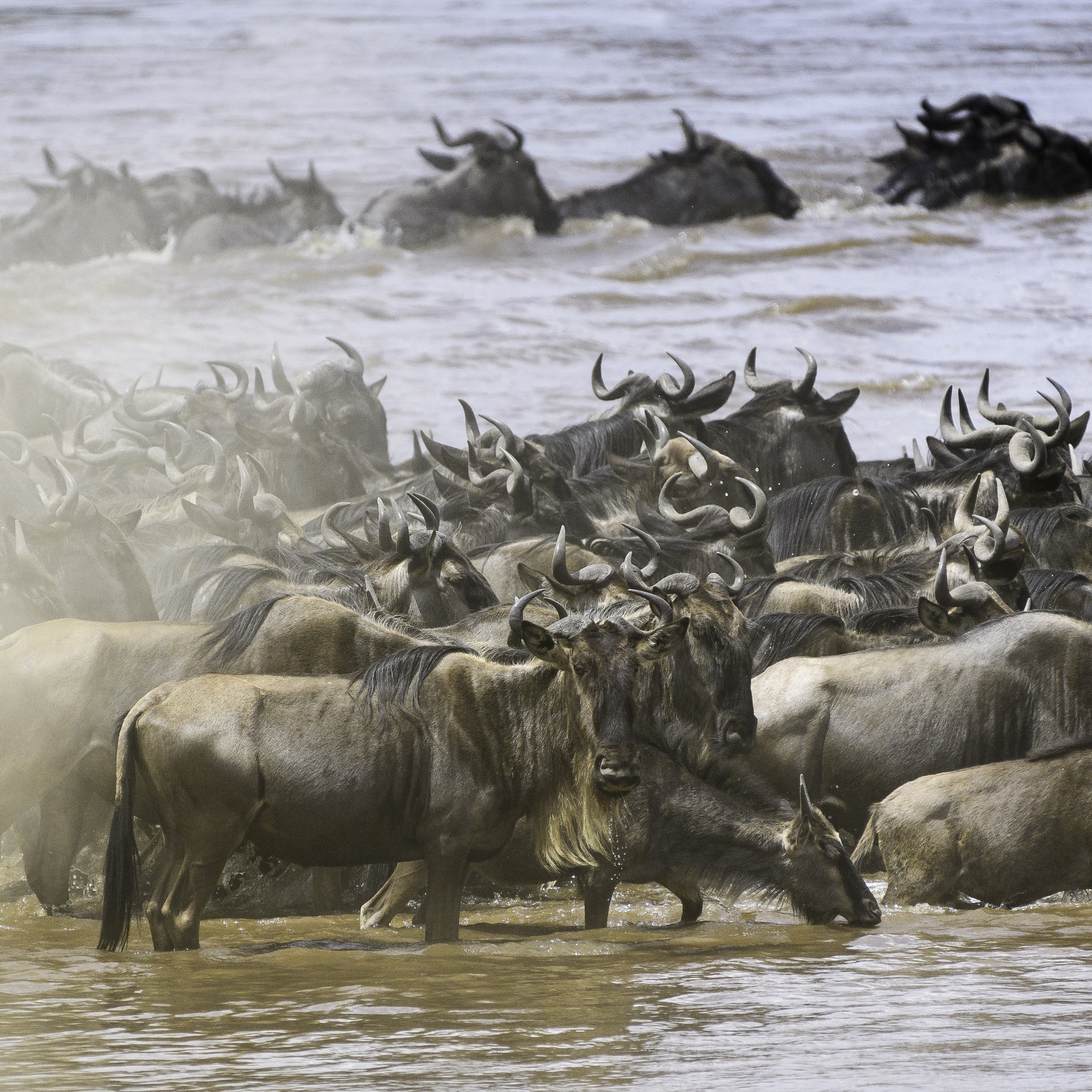 Wildebeest Great Migration, Il Moran, Kenya