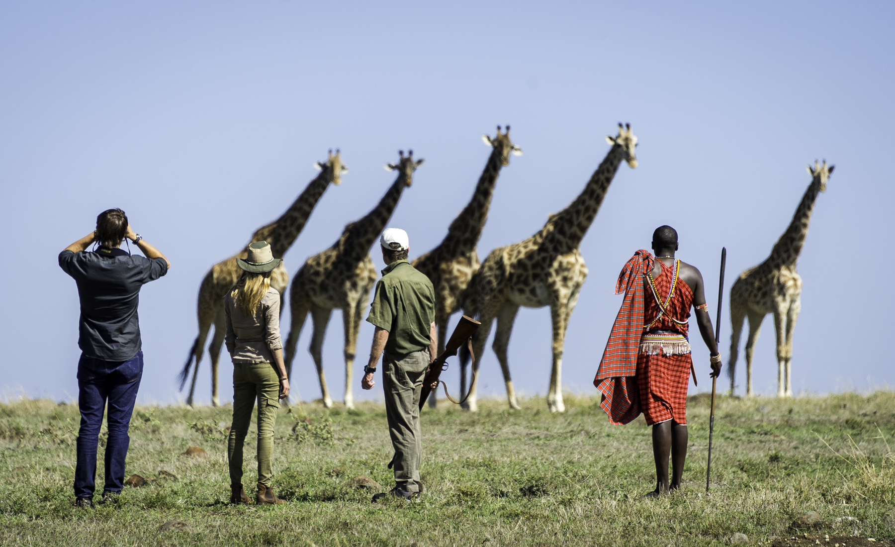 Giraffes walking safari, Governors Il Moran, Kenya