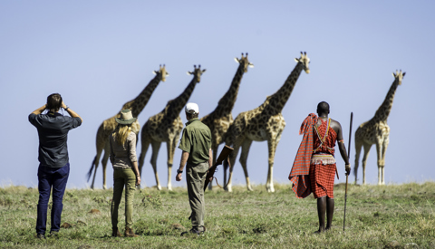 Giraffes walking safari, Governors Il Moran, Kenya