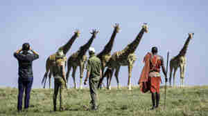 Giraffes walking safari, Governors Il Moran, Kenya