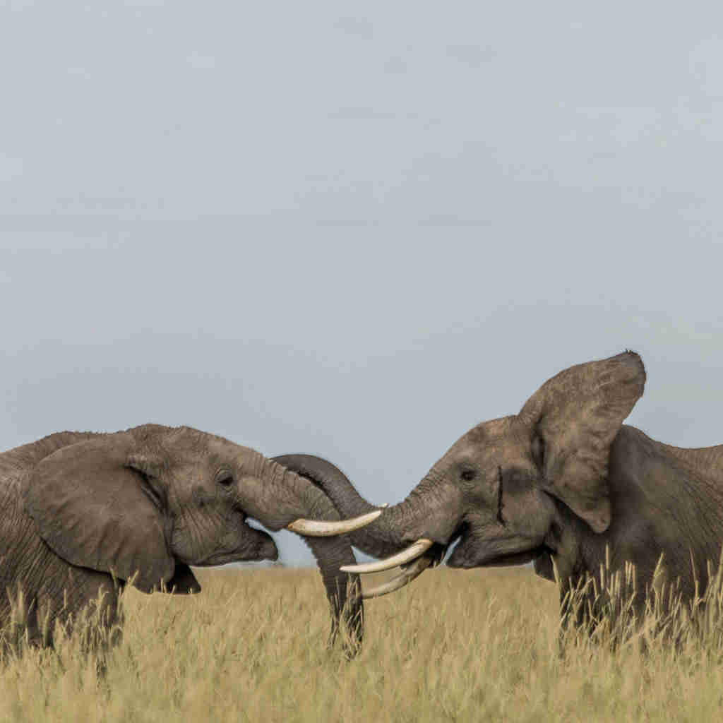Elephant wildlife, Angama Mara, Kenya