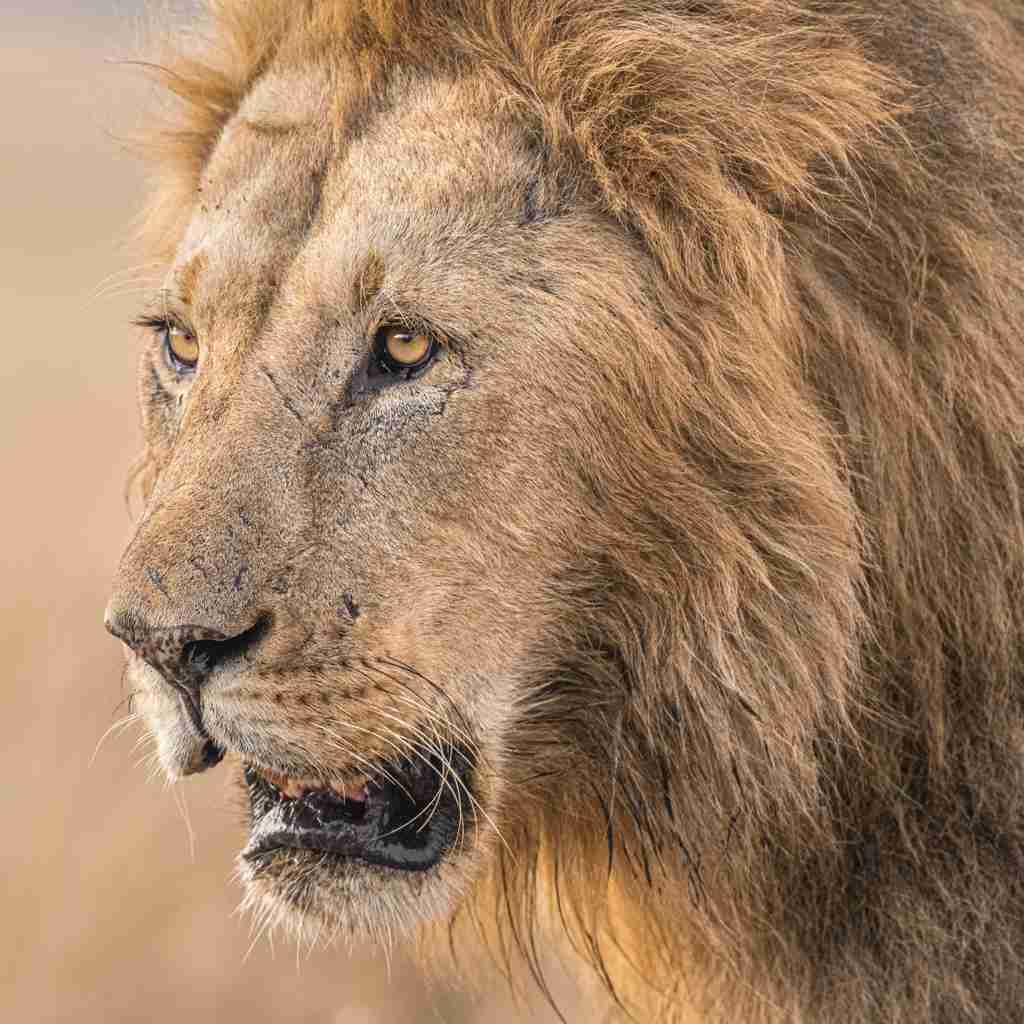 Lion, Governors Camp, Maasai Mara, Kenya