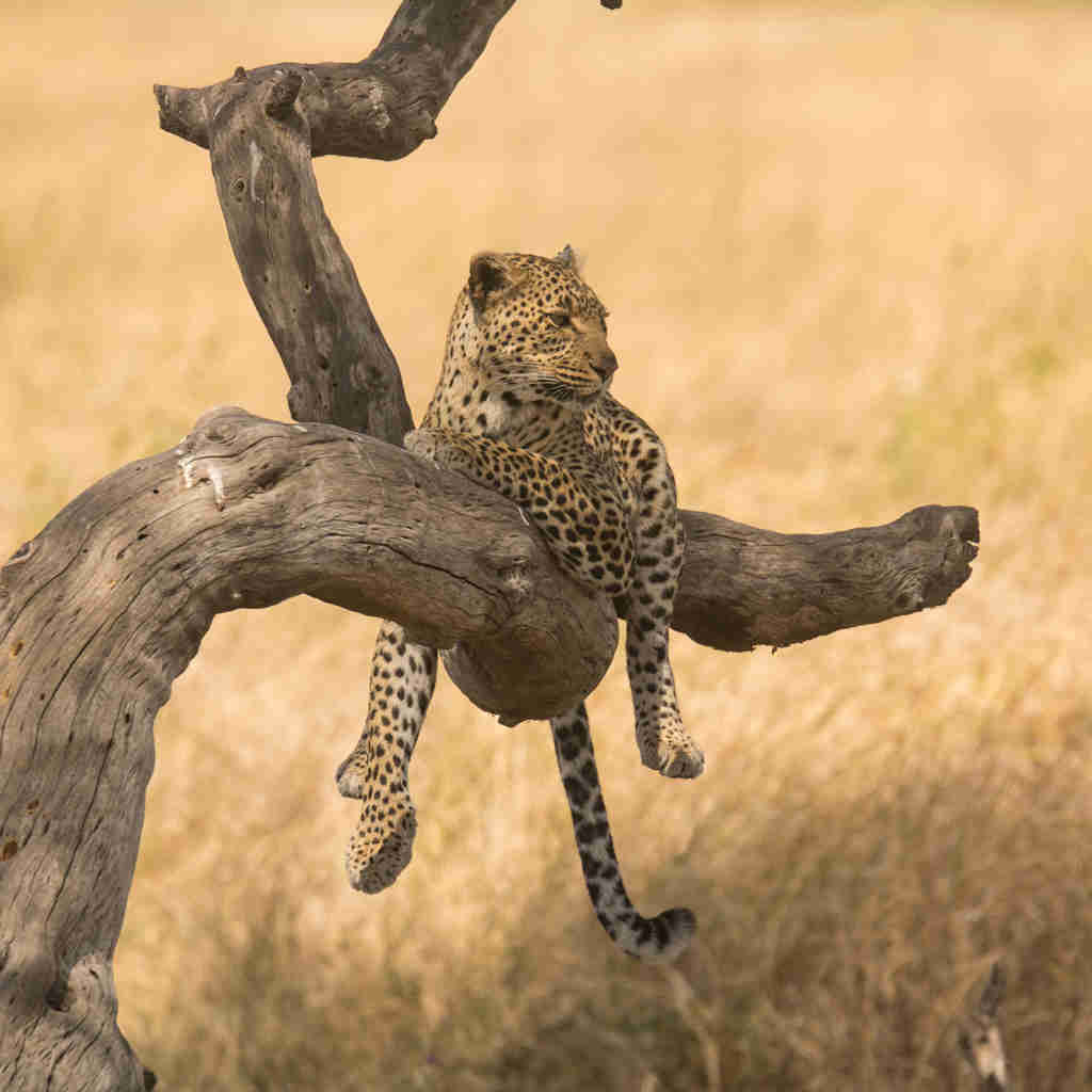 Leopard, Lemala Mara, Serengeti, Tanzania safari