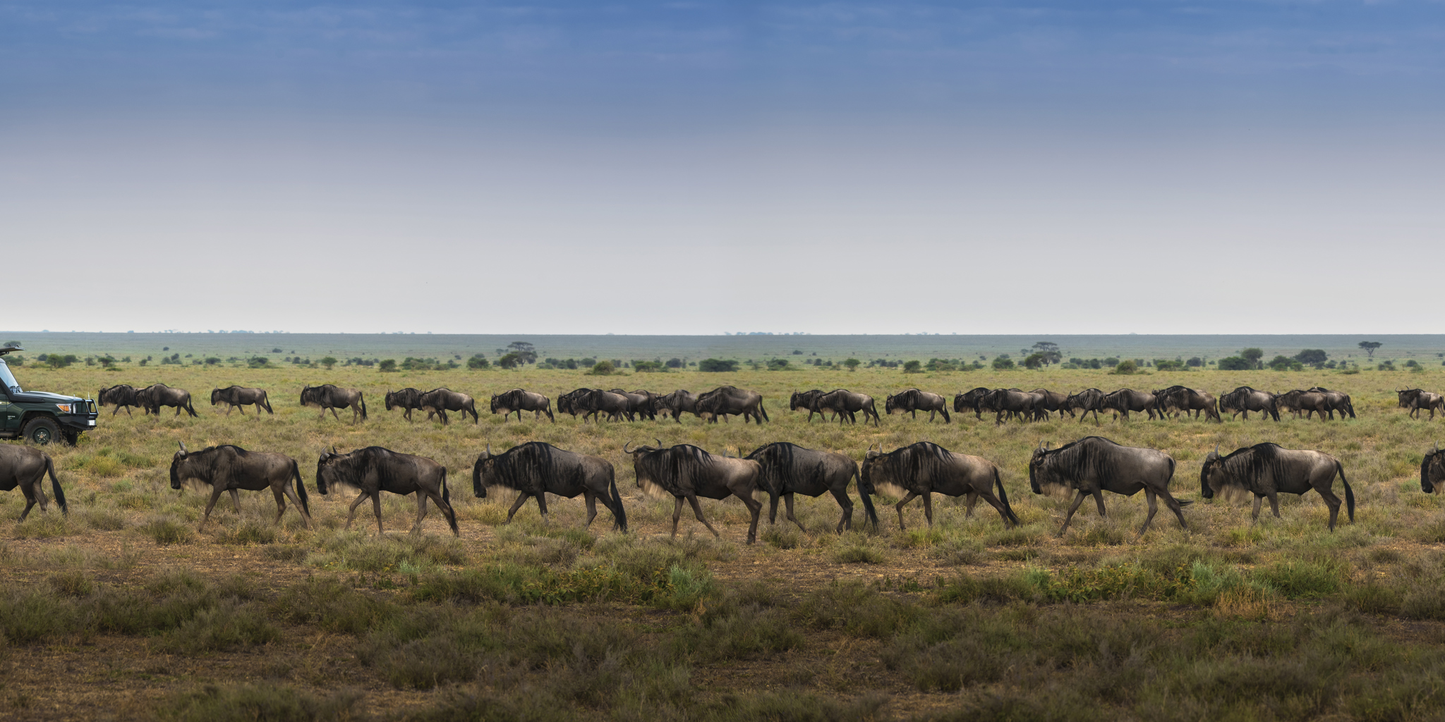 Wildlife, game drive, &Beyond Serengeti Under Canvas, Tanzania