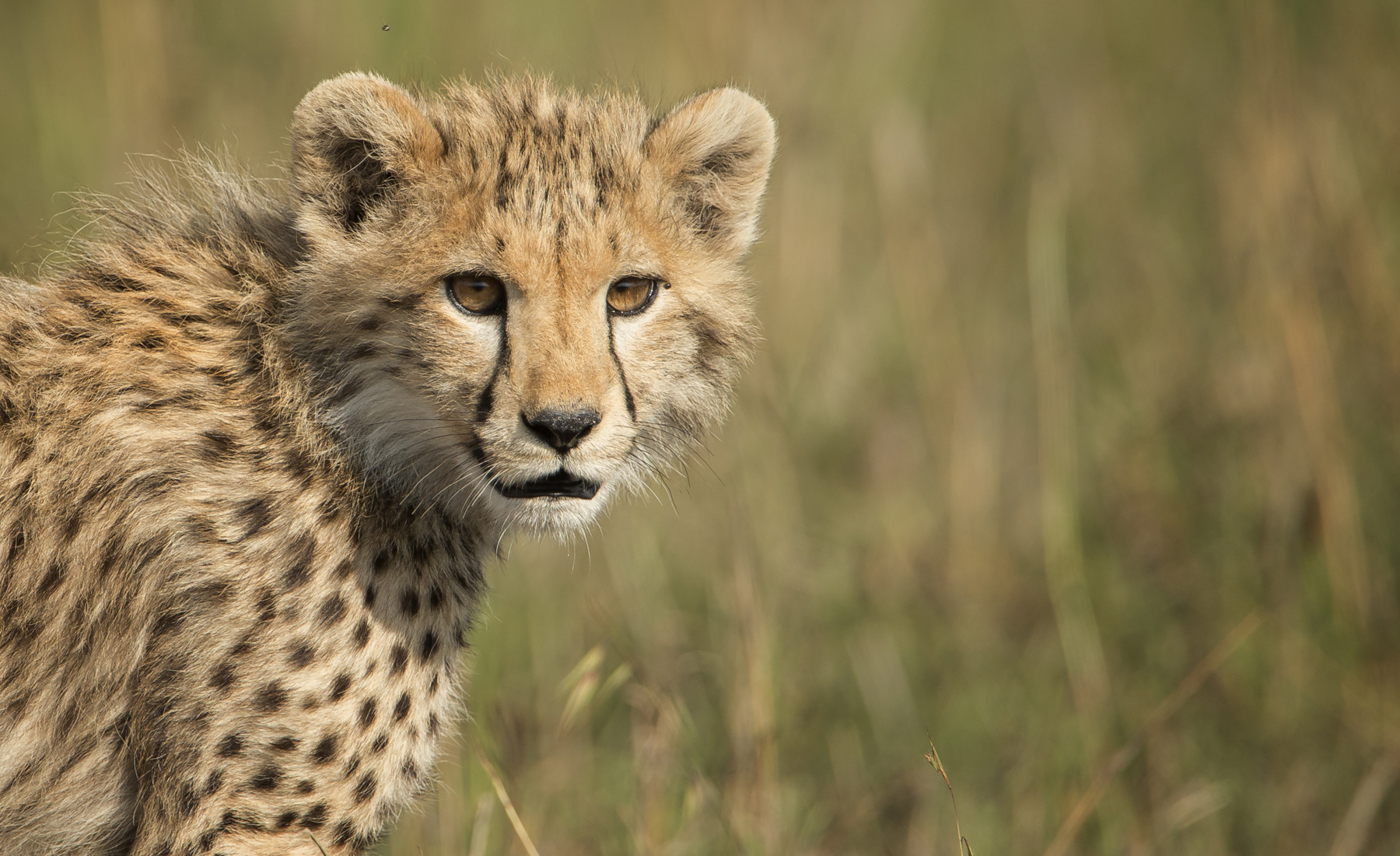 Cheetah, Grumeti Reserve wildlife, Serengeti, Luxury Tanzania