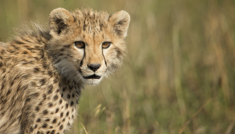 Cheetah, Grumeti Reserve wildlife, Serengeti, Luxury Tanzania
