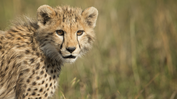 Cheetah, Grumeti Reserve wildlife, Serengeti, Luxury Tanzania