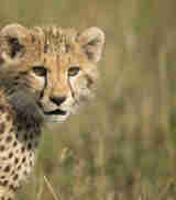 Cheetah, Grumeti Reserve wildlife, Serengeti, Luxury Tanzania