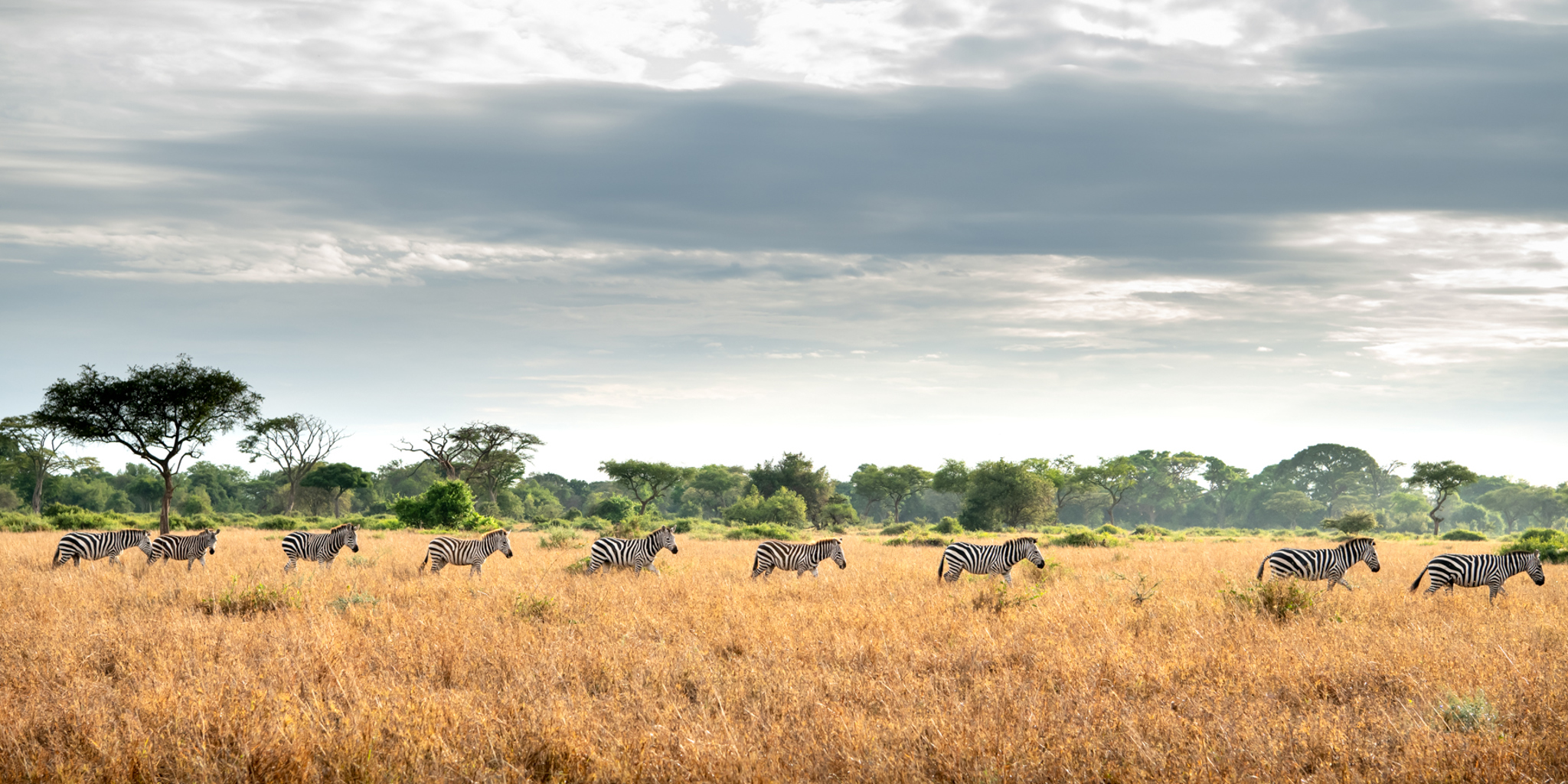 Zebra, wildlife, Grumeti Reserve Serengeti, Tanzania safari