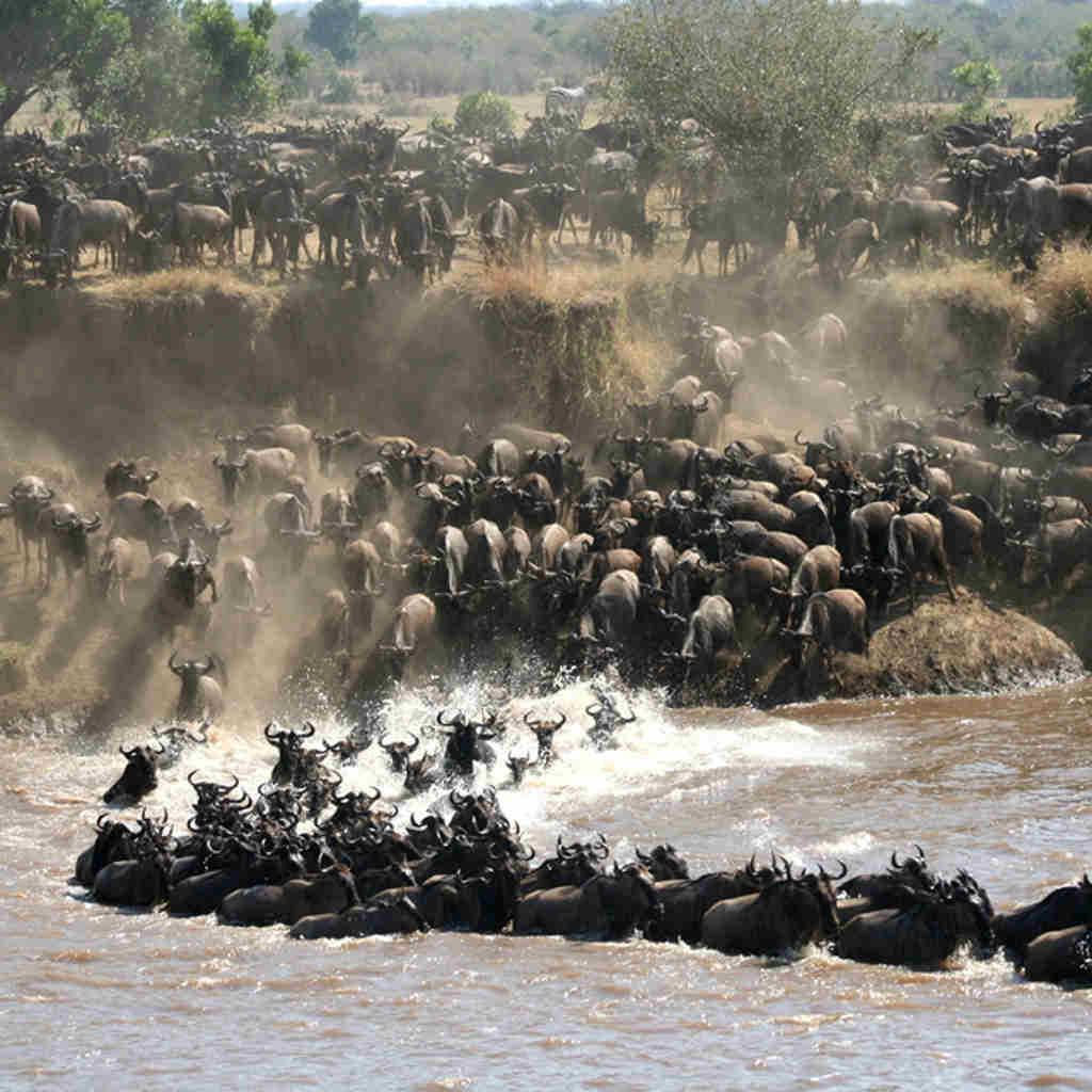 Wildebeest Great Migration, Serengeti Tanzania